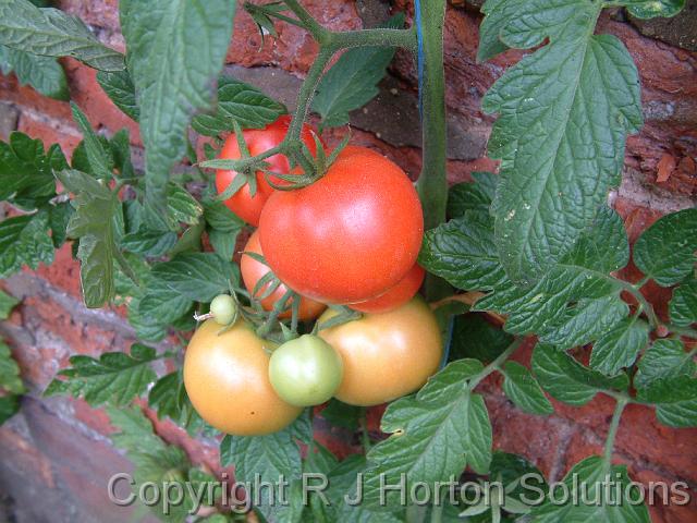 Tomatoes Grantham